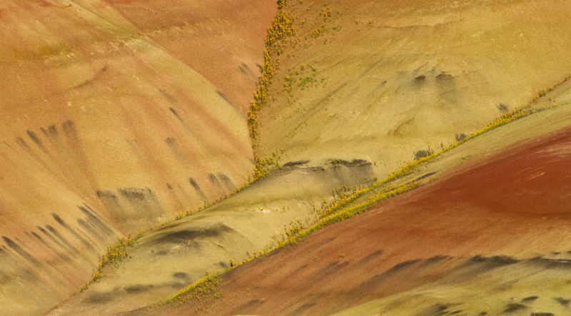 Flowers And Badlands